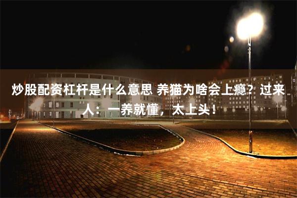 炒股配资杠杆是什么意思 养猫为啥会上瘾？过来人：一养就懂，太上头！